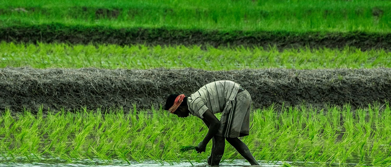 A farmer transplanting rice seedlings in a flooded paddy field