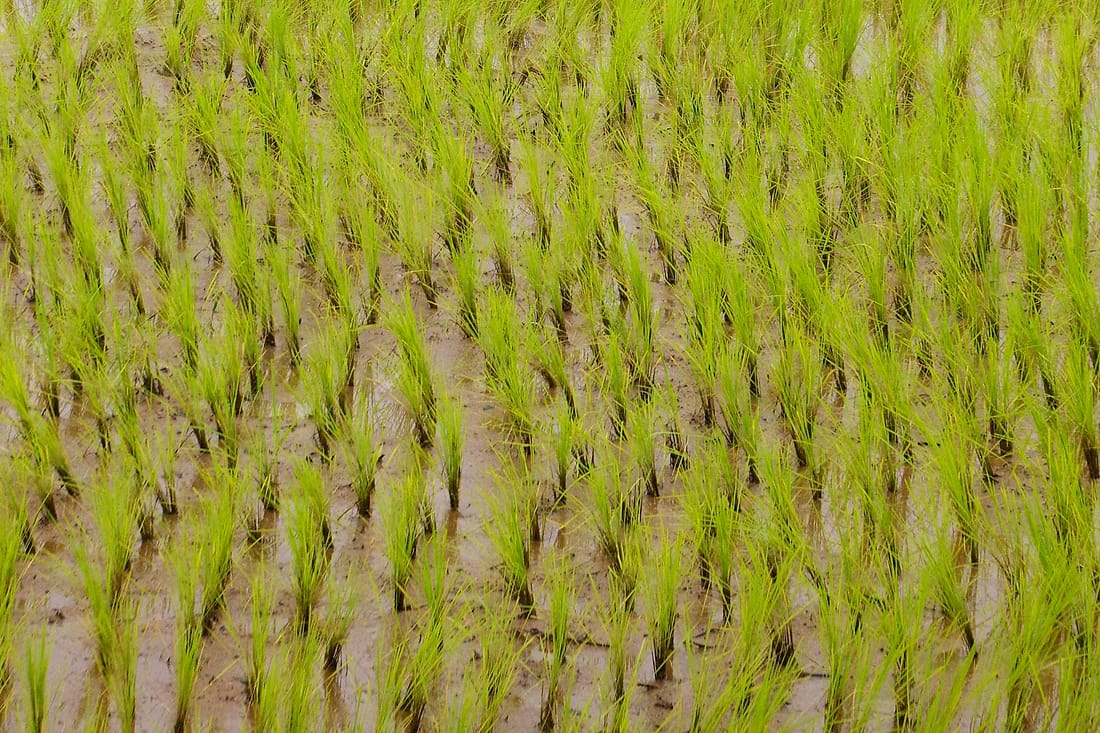 Healthy paddy crop growing in a field in India